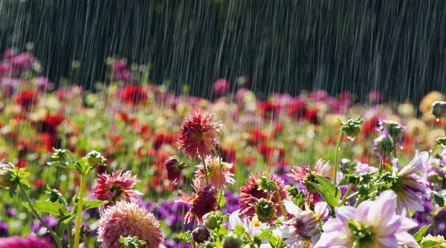 Beautiful-Flowers-in-rain-Latest-Wallpaper