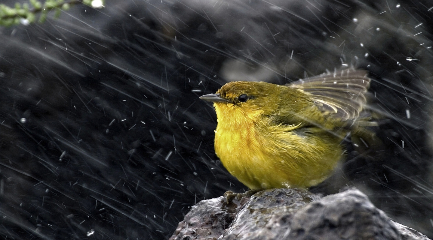 Lime-bird-under-the-rain