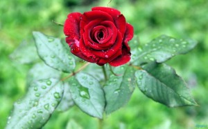 Red Rose with Rain drops