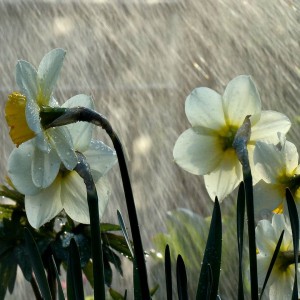 Flower in the Rain
