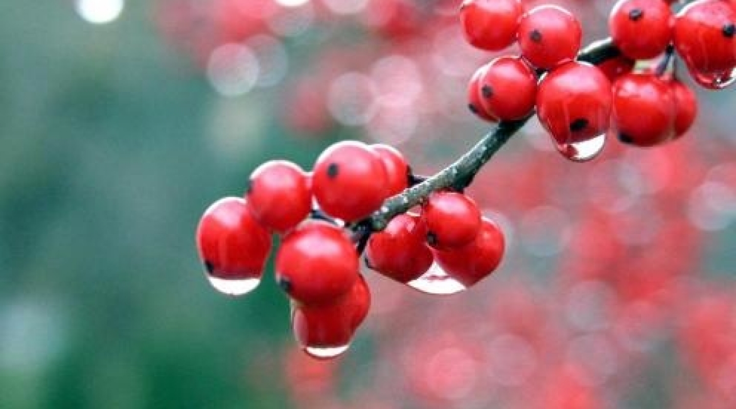 a-berries_after_a_rainfall-1464712