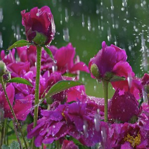 Flower in the Rain