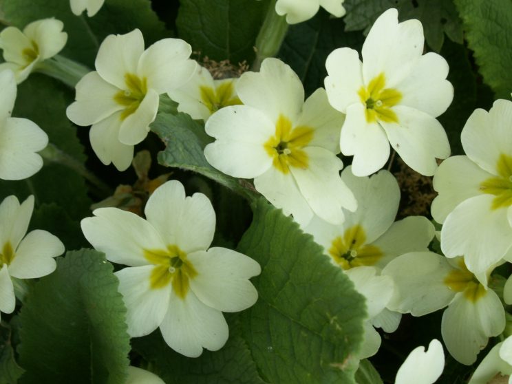 Aathicchudi Kagara Varukkam